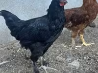 Chickens — zdjęcie 2