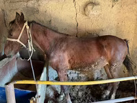 At, Horse breed — foto 8