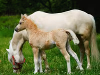 Lovak (tétel, nem megadva), Shetland Pony — 3. fotó