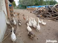 Geese — foto 1