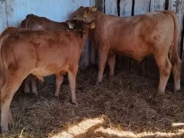 ثور, Simmental cattle