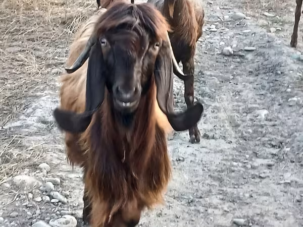 Goat, Damask goat