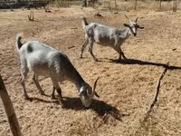 母山羊, Nubian Goat — 照片 5
