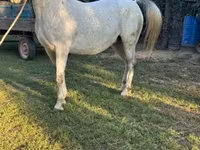 Hengst, Lipizzaner — Foto 4