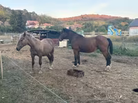 公马, Horses — 照片 2