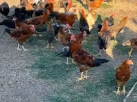 Chickens — 4. fotó