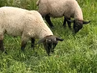 كبش, White Suffolk sheep — الصورة 3
