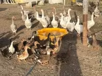 Ducks — photo 1