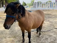 Lovak (tétel, nem megadva), Australian Pony — 1. fotó