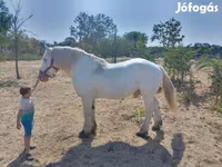 حصان, Percheron — الصورة 6