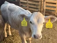 ثور, Charolais cattle — الصورة 2