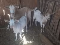 母山羊, Goats — 照片 3