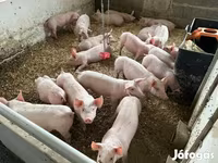 Pigs (batch, sex not specified), Гипор — photo 8