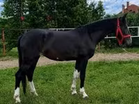 حصان, Dutch warmblood horse — الصورة 1
