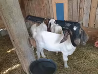 Kozioł, Boer goat — zdjęcie 4