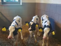 公牛, Cattle — 照片 3