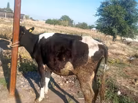 母牛, Holstein breed — 照片 2