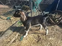 母山羊, Alpine goat — 照片 6