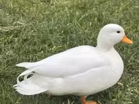 Ducks — 5. fotó