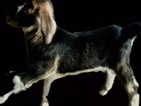 母山羊, Alpine goat — 照片 2