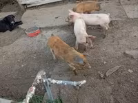 公猪, Pigs — 照片 2