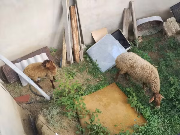 Brebis, Moutons