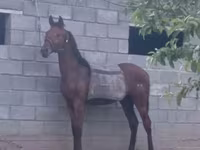 Stute, Thoroughbred horse — Foto 2