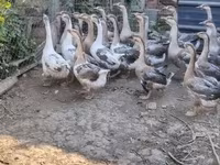 Geese — الصورة 5