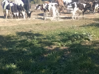 ثور, Russian Black pied cattle — الصورة 2