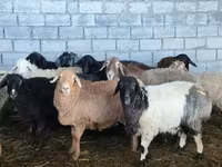 Ovce, Beulah Speckled face sheep — foto 1