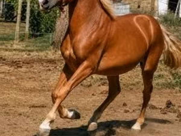 Hing, Haflinger — Magyarország