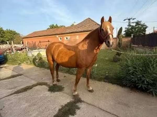 Kanca, Haflinger — Magyarország