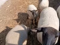 Widder, White Suffolk sheep — Foto 3