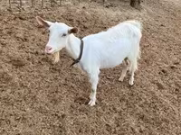 Koza, Saanen goat — zdjęcie 1
