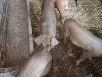 Boar, Дюрок — photo 2