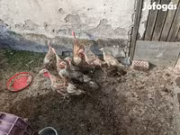 Turkeys — foto 2