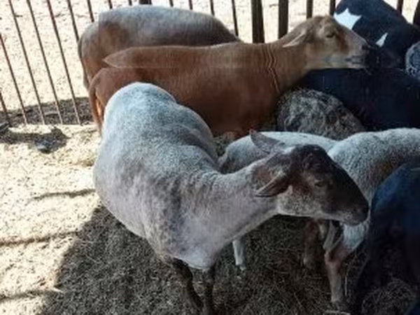 母羊, Sheep
