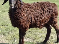 绵羊（批次，未指定性别）, Sheep — 照片 1