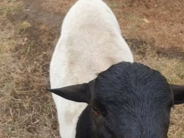 كبش, Dorper sheep