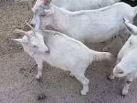 Ziege, Saanen goat — Foto 1