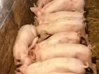 Sow, Pigs — photo 1