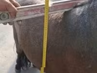 घोड़ा, Shetland Pony — फ़ोटो 1