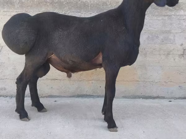 公羊, Hissar sheep