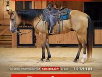 Hing, Quarter Horse — 1. fotó