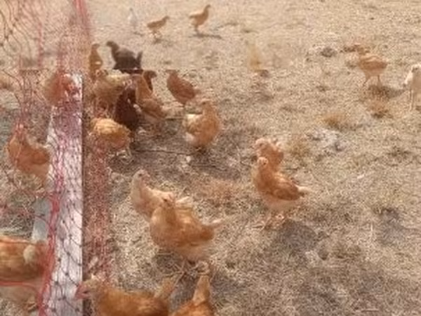 Chickens — هنغاريا