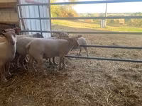 Baran, Charollais sheep — zdjęcie 3