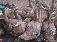 Утки — фото 8