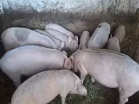 公猪, Pigs — 照片 3