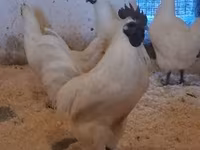 गा नोई — फ़ोटो 6