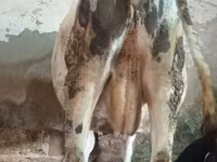 Cattle (batch, sex not specified), Russian Black pied cattle — photo 4